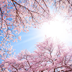 【紫外線】2月の紫外線、実は危険？